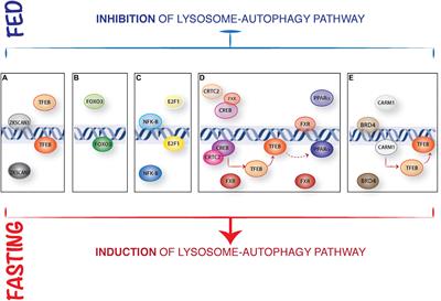 Transcriptional Regulation of Autophagy: Mechanisms and Diseases